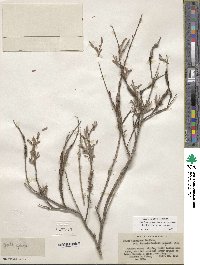 Salix exigua image