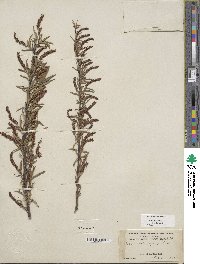 Salix sessilifolia image