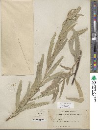 Salix sessilifolia image