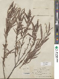 Salix sessilifolia image