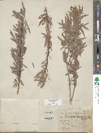 Salix exigua image