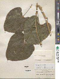 Image of Dioscorea composita