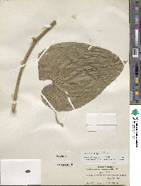 Dioscorea composita image