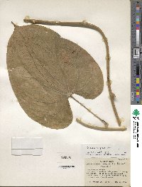 Dioscorea composita image