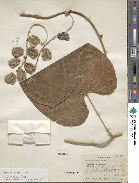 Dioscorea composita image