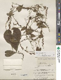 Dioscorea convolvulacea image