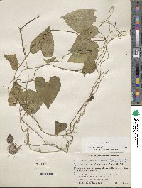 Dioscorea convolvulacea image