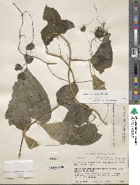 Dioscorea convolvulacea image