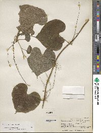 Dioscorea convolvulacea image