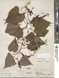 Dioscorea convolvulacea image