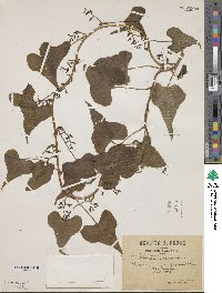 Dioscorea communis image