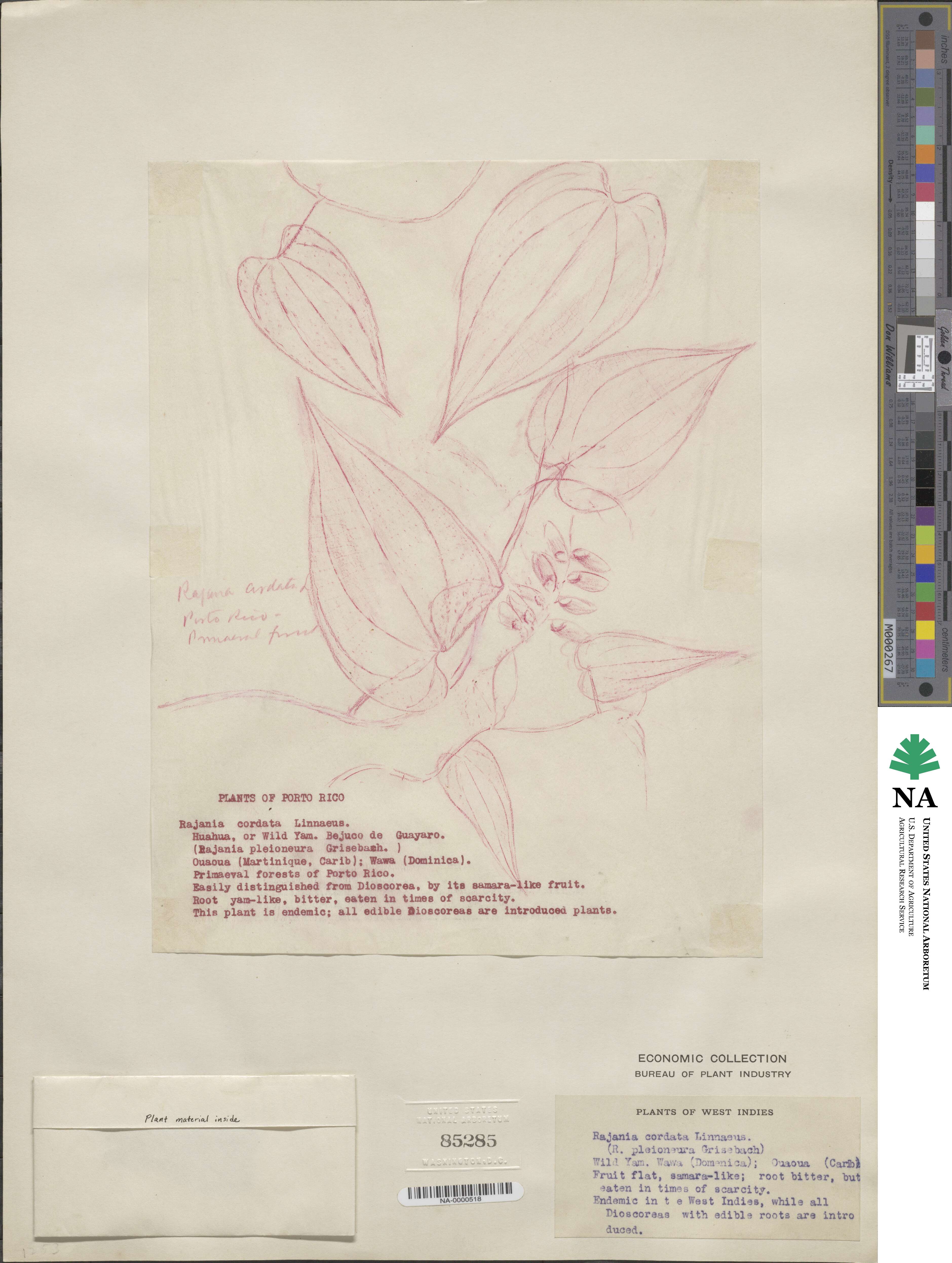 Dioscorea cordata image