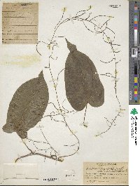 Image of Dioscorea amaranthoides