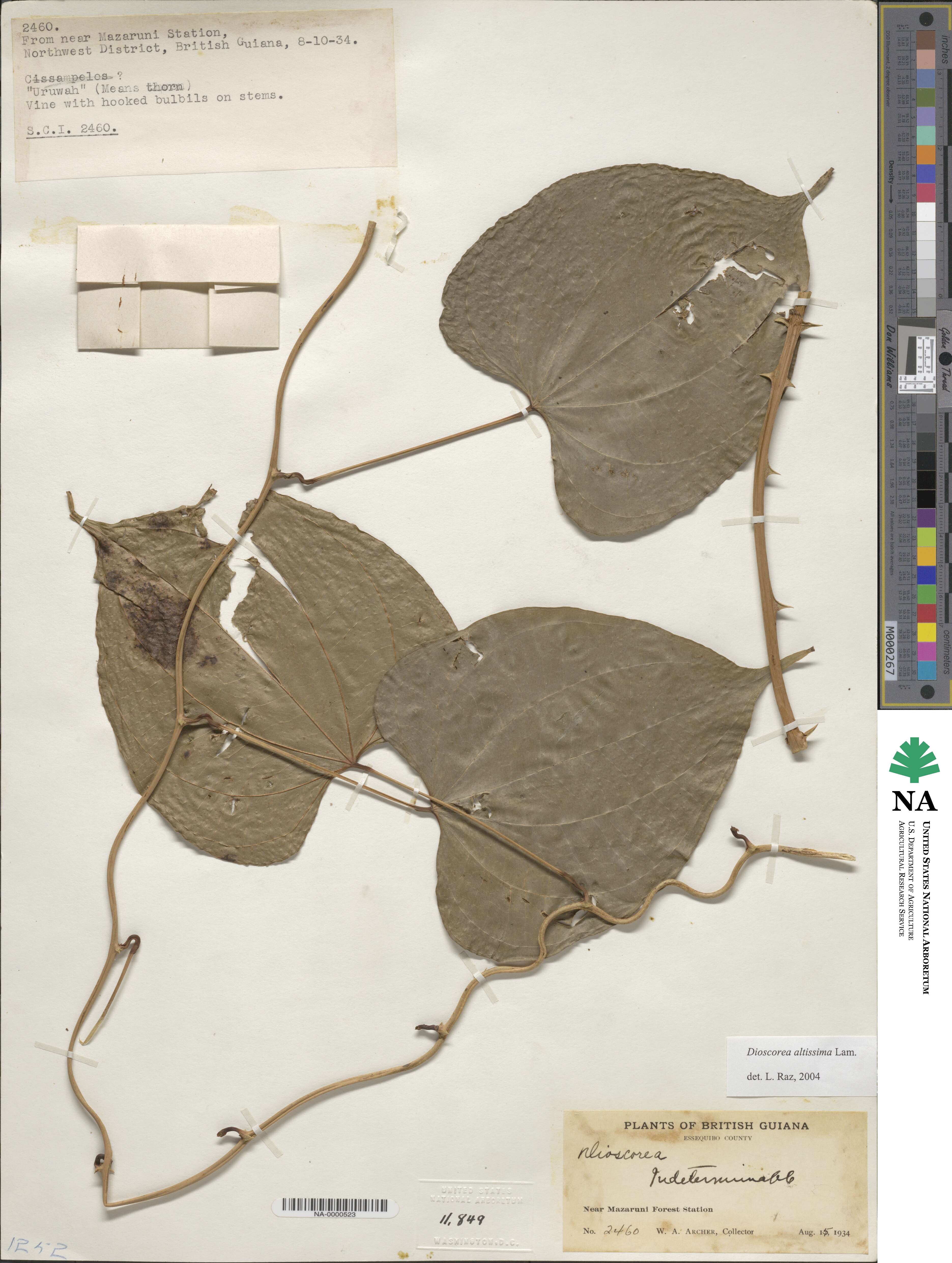 Dioscorea altissima image