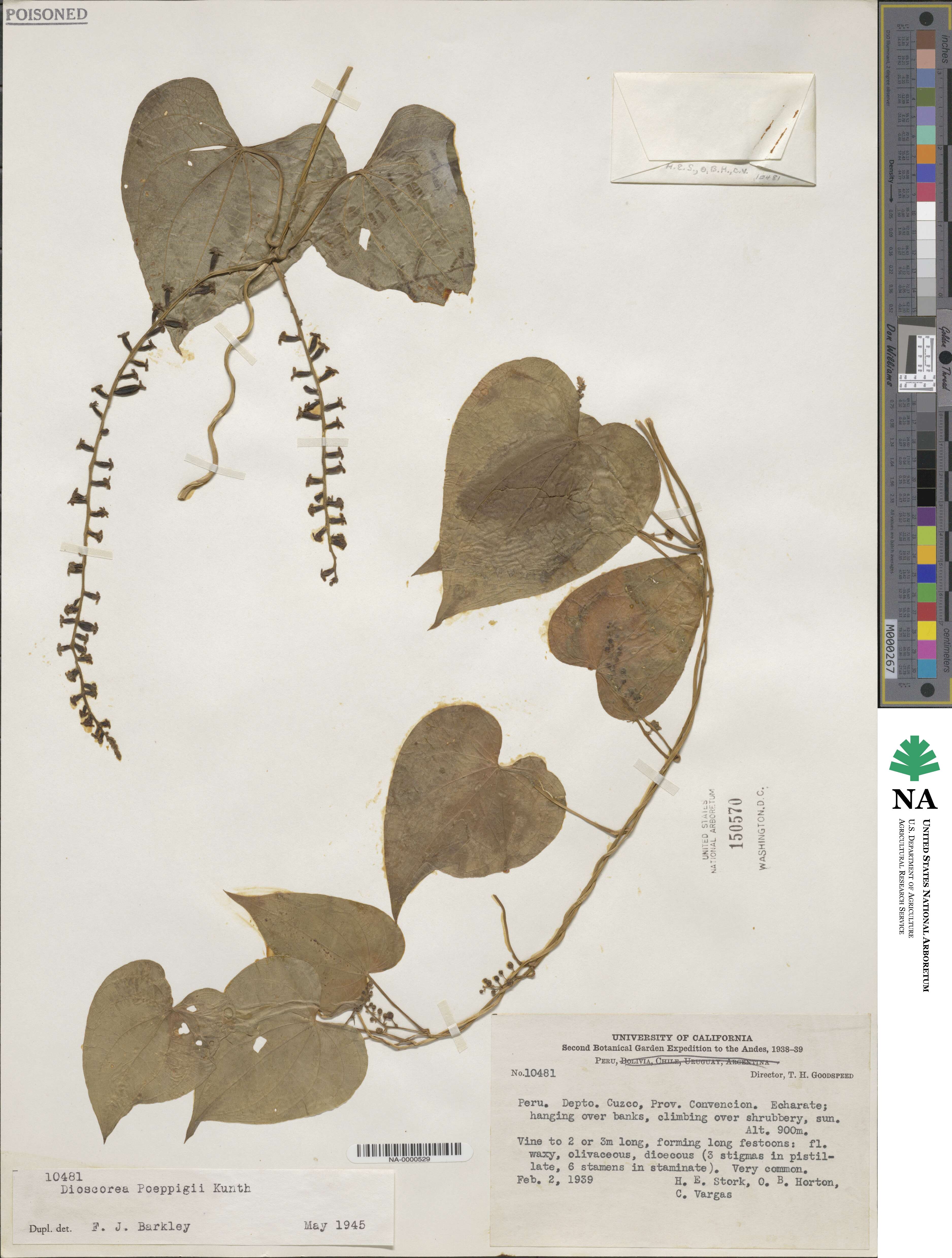 Dioscorea chondrocarpa image