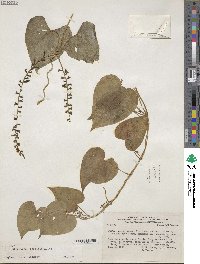 Dioscorea chondrocarpa image