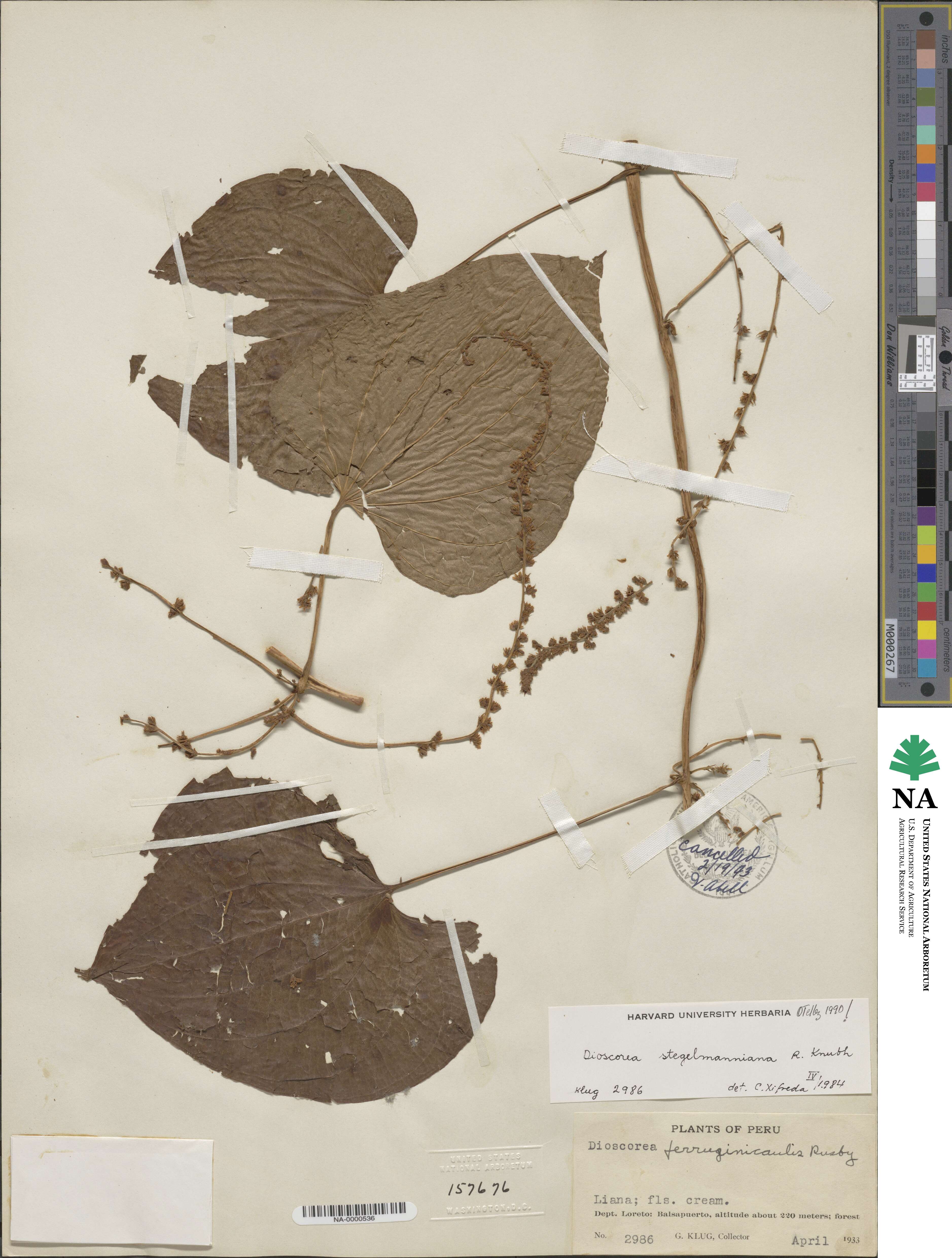 Dioscorea stegelmanniana image