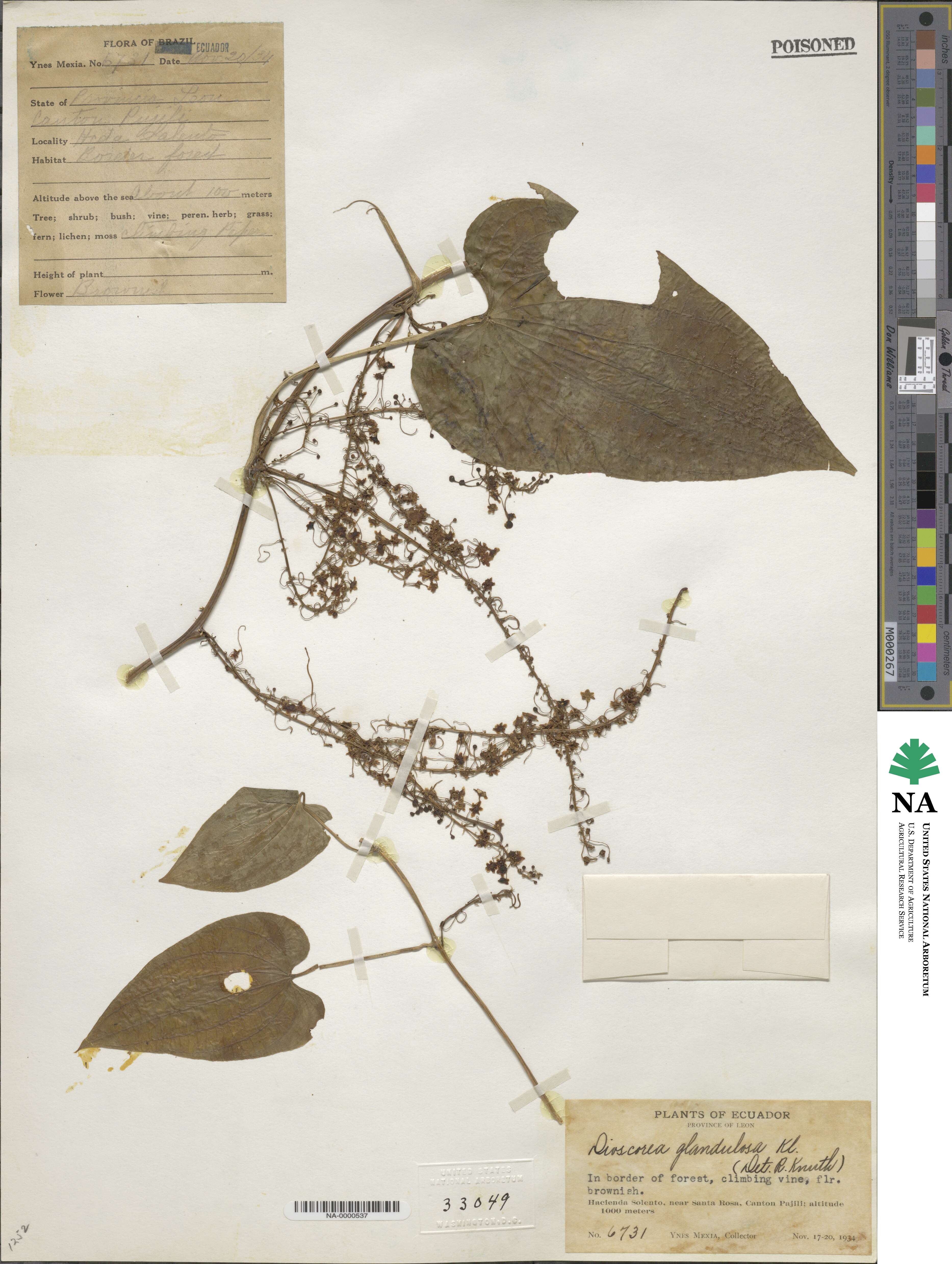 Dioscorea glandulosa image