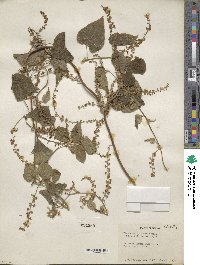 Dioscorea cymosula image