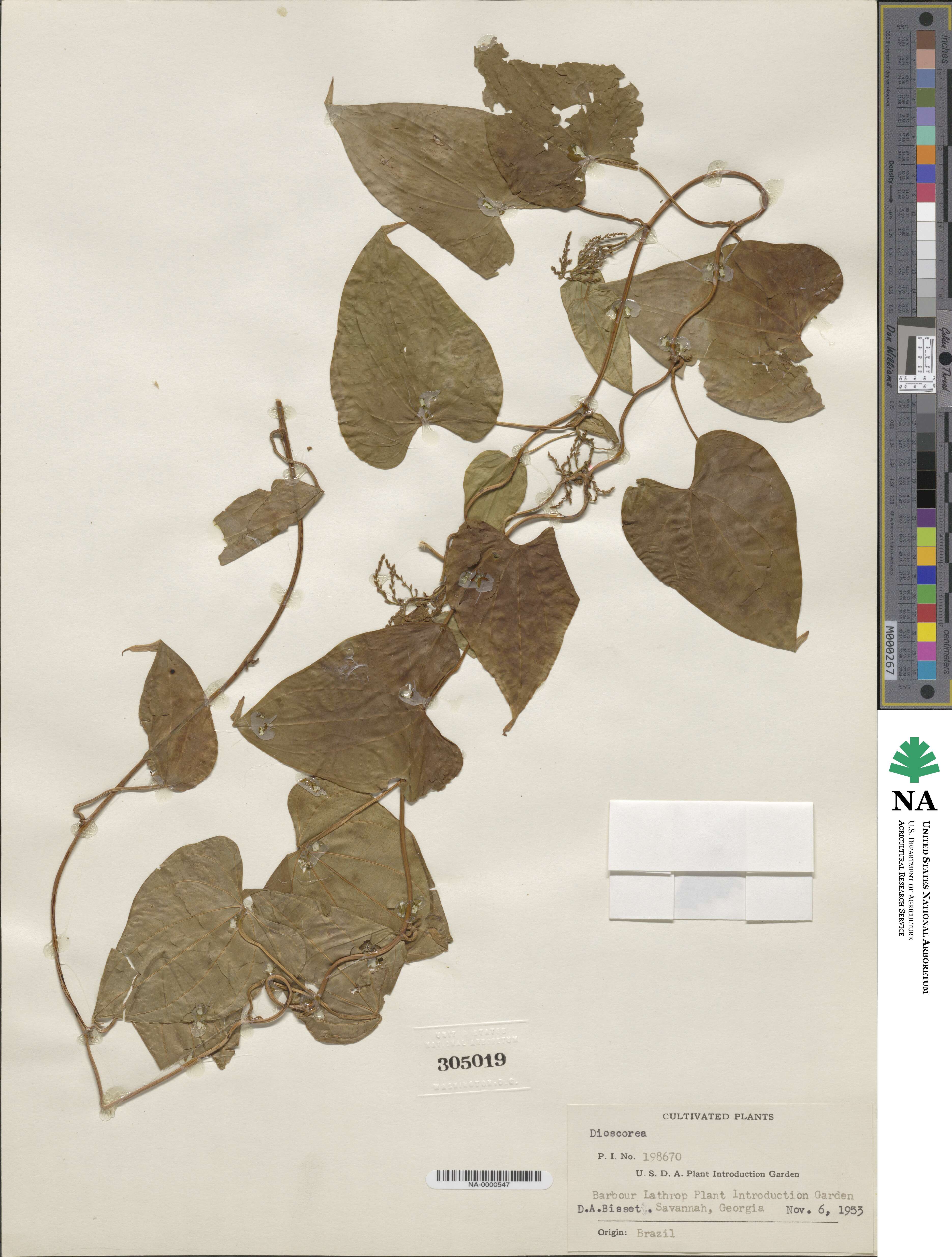 Dioscorea image