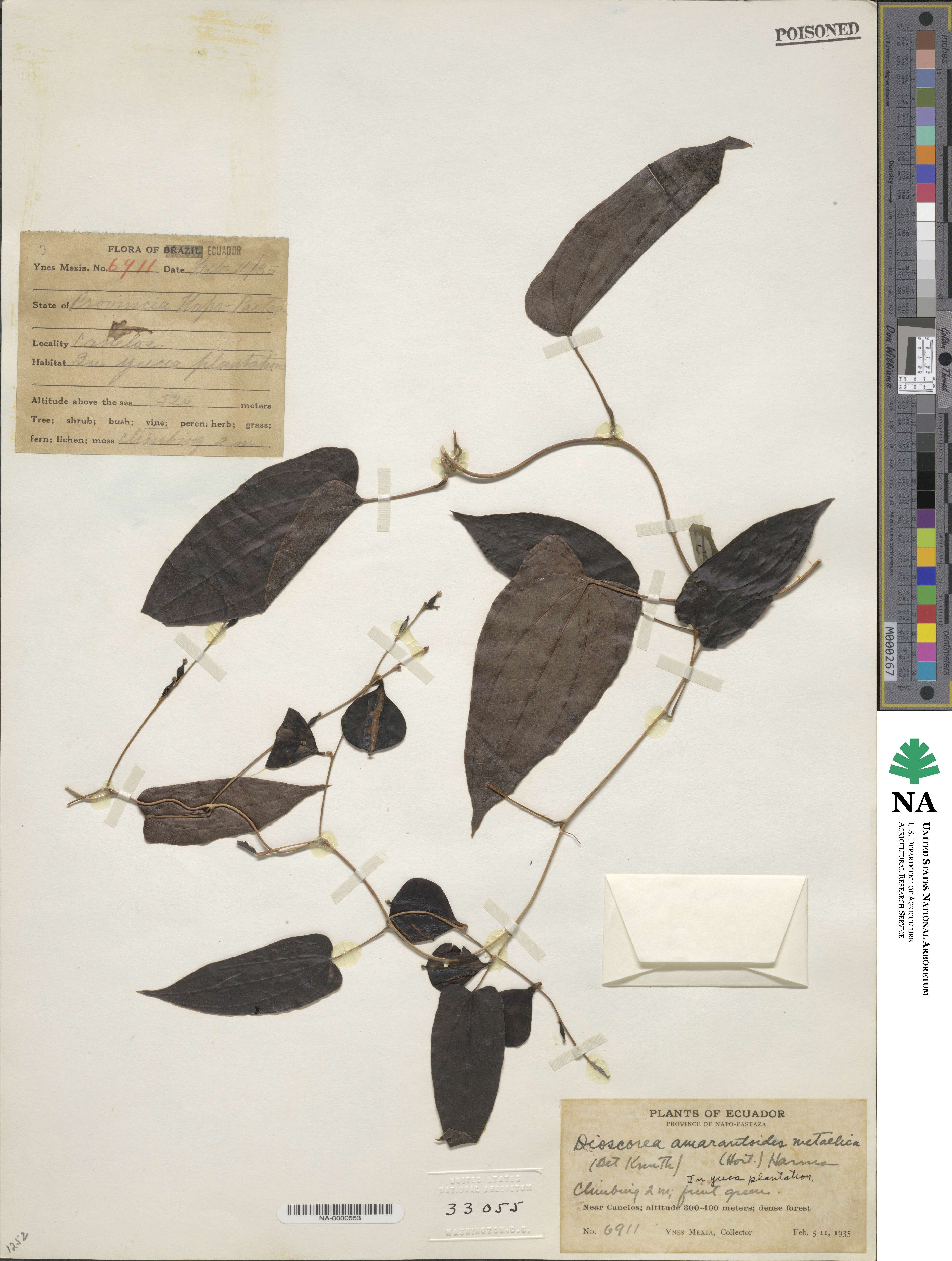 Dioscorea amaranthoides image