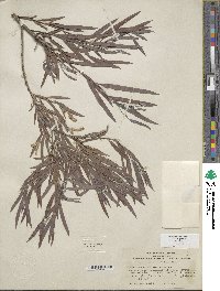 Salix exigua image