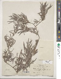 Salix exigua var. exigua image