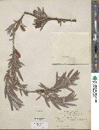 Salix exigua image