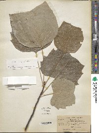 Liriodendron tulipifera image