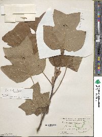 Liriodendron tulipifera image