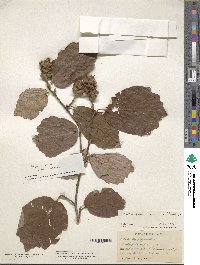 Image of Fothergilla latifolia