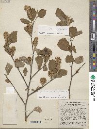 Fothergilla latifolia image