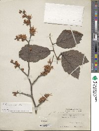 Hamamelis virginiana image