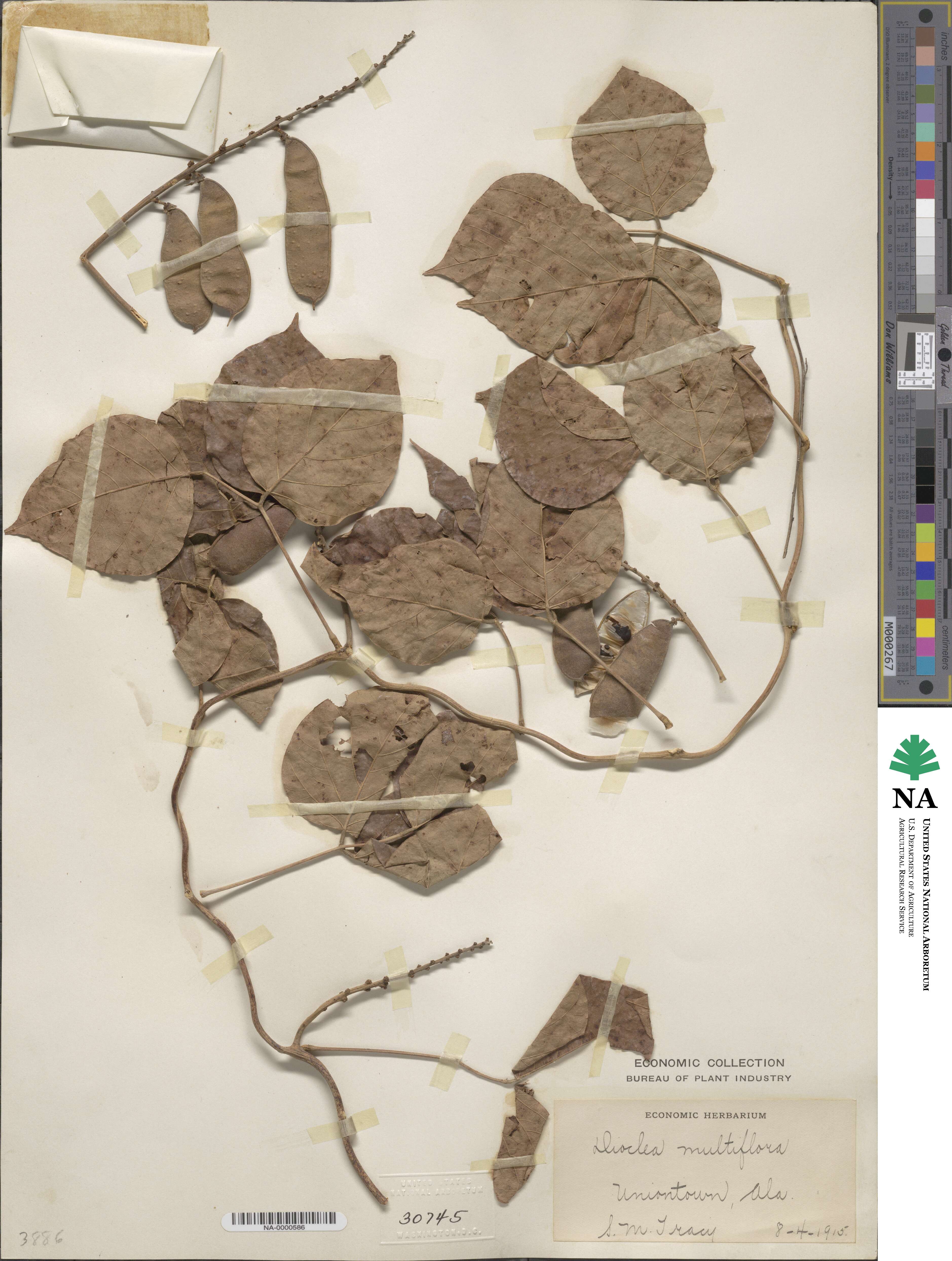 Lackeya multiflora image