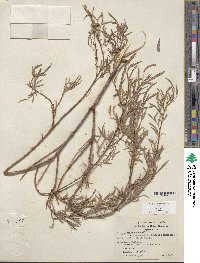 Salix exigua image