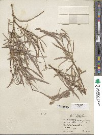 Salix exigua image