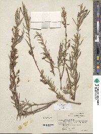 Salix exigua var. exigua image