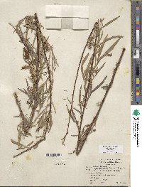 Salix exigua image