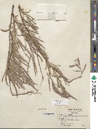 Salix exigua image