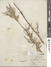 Salix exigua image