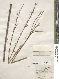 Salix exigua var. exigua image