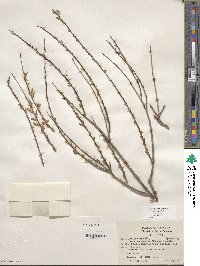 Salix exigua image