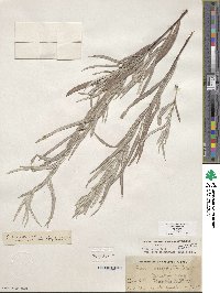 Salix exigua image