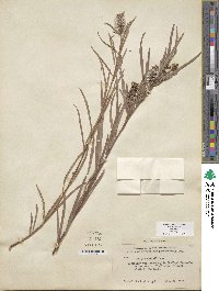 Salix exigua image