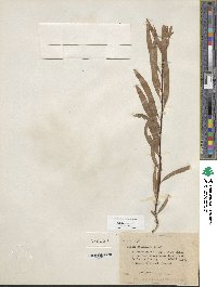 Salix sessilifolia image