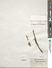 Salix sessilifolia image
