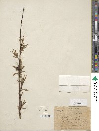 Salix sessilifolia image