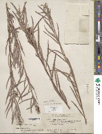 Salix exigua image