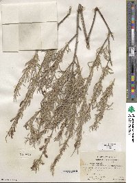 Salix exigua image