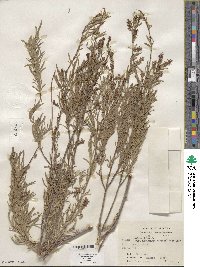 Salix exigua image